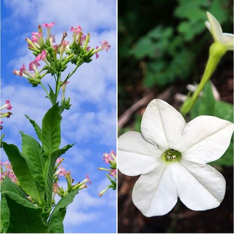Semillas de Tabaco de Virginia. Nicotiana Sanderae Sensation. 10 Gramos