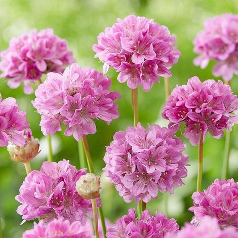6 x Armeria pseudarmeria 'Ballerina Purple Rose' - Graminée anglaise - Vivace à feuillage persistant en pot de 9 x 9 cm, hauteur 0-10 cm (1/4)