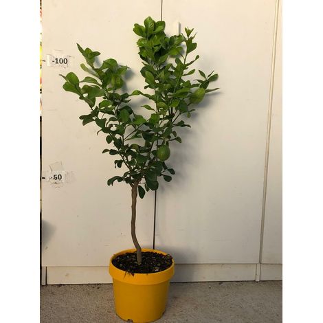 PIANTA DI LIMONE 4 QUATTRO STAGIONI LUNARIO VASO COLORATO 24 CM (foto reali)
