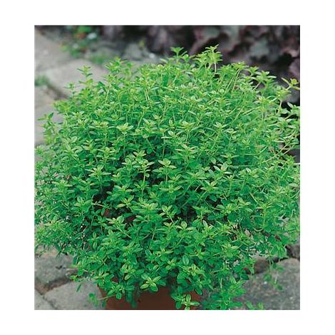 Thym citron – Lot de 2 godets – Herbe aromatique vivace et rustique – Saveurs à utiliser en cuisine toute l'année – Fabre Graines