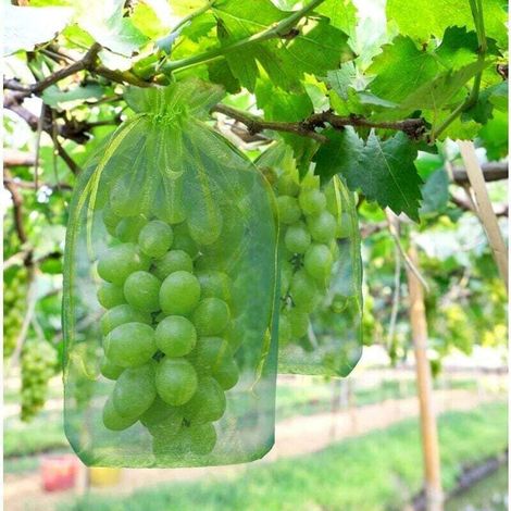 100 sacchetti protettivi per grappoli d'uva, dimensioni: 30 x 20 cm, colore: verde, con coulisse, offrono una protezione completa contro vespe e uccelli, Materiale: Organza (1/4)
