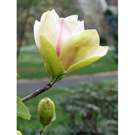 Magnolia 'Sunsation' Pot de 3L/4L