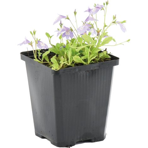 Bloomique - Mazus Reptans - Mazus rampant - Plantes de bassin - Plantes aquatiques - Rustique - Hauteur 10-20 cm - Pot 9 cm