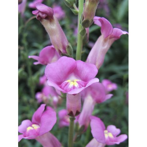 Muflier 'Pretty In Pink' Godet de 8/9 cm (1/2)