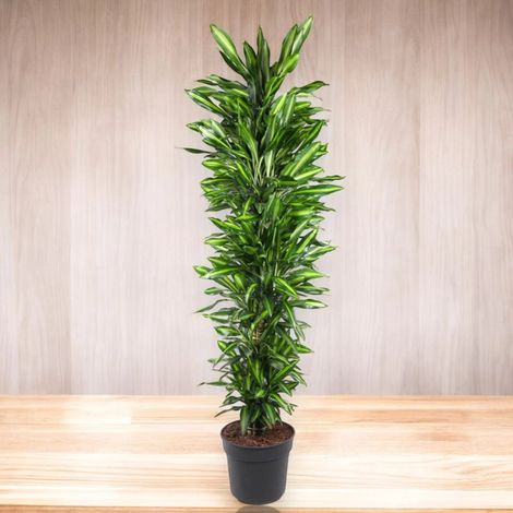 Gardenaria Dracaena fragrans 'Cintho' - Pianta da interno ornamentale - Altezza: 100 cm (vaso 19)