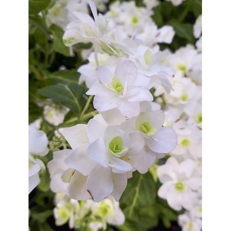Hortensia japonais 'White On White' Pot de 3L/4L (1/2)