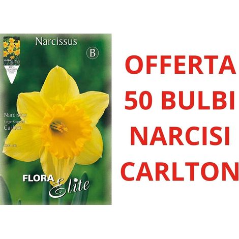 OFFERTA 50 BULBI NARCISO LARGE-CUPPED CARLTON BULBS BULBES
