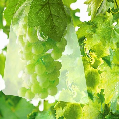100pcs Sac Protection Fruits Sacs Filets Protection des Grappes de Raisins Contre Les Oiseaux et Insectes Guêpes Frelons 30 x 20 cm (1/5)