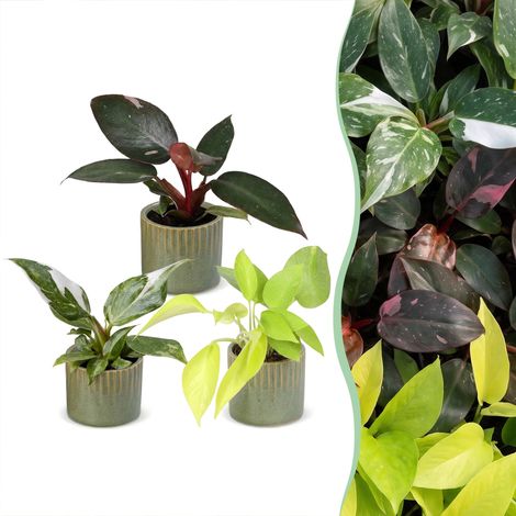 Lot de 3 Philodendrons Plantes d'Intérieur Multicolores Pots Linnea Olive Ø 6 cm 10-15 cm (1/5)