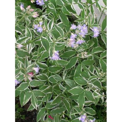 Valériane grecque 'Touch Of Class' Godet de 8/9 cm (1/3)