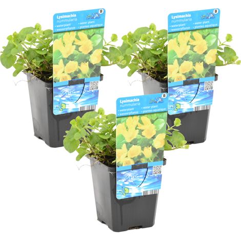 Bloomique - Lot de 3 - Lysimachia Nummularia - Herbe aux écus - Plantes de bassin - Plantes aquatiques - Résistante au gel - 10-20 cm de haut - Pot 9 cm