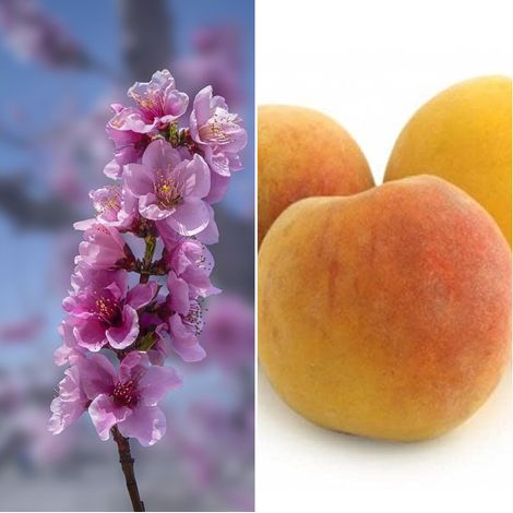 Frutal Melocotonero Variedad Baby Gold. Planta de 80 -100 Cm