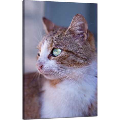 Lienzo impreso con la imagen de un gato pelirrojo (50x80 cm).
