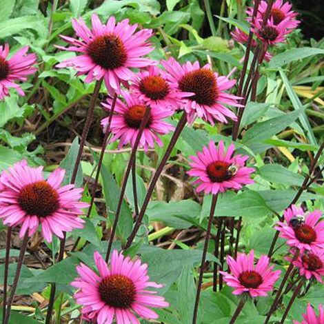 4 x Rudbeckia pourpre 'Fatal Attraction' - godet 9x9 cm