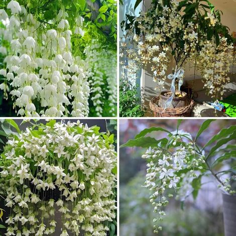 Graines de jasmin grimpant pleureur – Lot de 200 graines sans OGM, fleurs vivaces parfumées pour maison, jardin et extérieur (1/5)