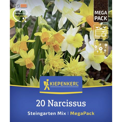Kiepenkerl Herbstblumenzwiebelmischung Mega-Pack Steingarten-Narzissen 20 Stück (1/2)