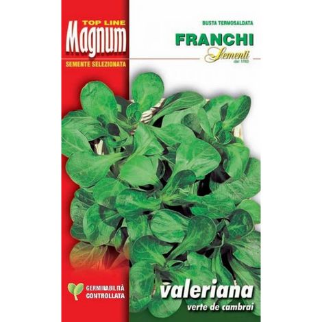 SEMI VALERIANA VERTE DE CAMBRAI BUSTA MAGNUM FRANCHI SEMENTI