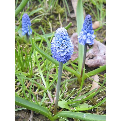 Muscari azureum Bulbe calibre 6+ (par 20) (1/2)