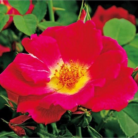 2 x Rosa  - Kordes Nectar Rosier - Rosa 'Weg Der Sinne'®