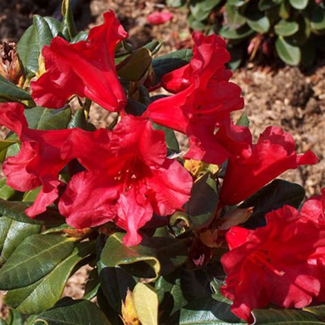 Rhododendron 'Baden-Baden' - 20-30 cm pot
