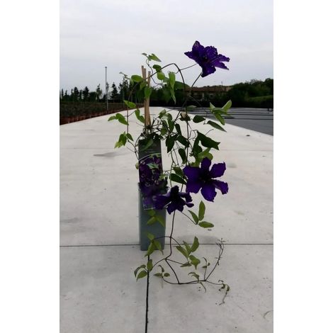 Gardenaria Clematis 'The President' - Pianta rampicante ornamentale da esterno - Altezza: 100/125 cm (vaso19)