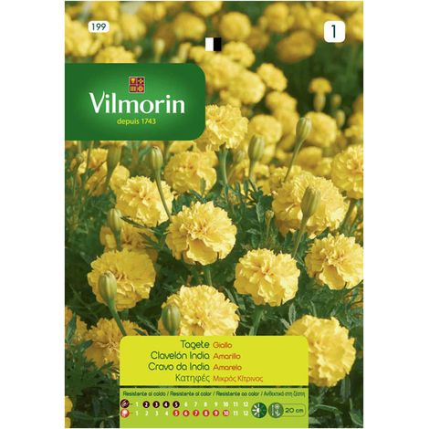 Graines de clavage indien jaune vilmorin, plus de 1,5 gr