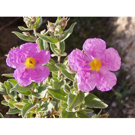 Cistus albidus - cisto bianco, cisto tomentoso - alveolo forestale (1/2)