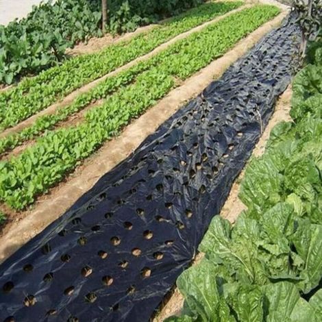 Poux de Caoutchouc Noir 5 Trous Film de paillis en Plastique Noir pour Film végétal agricole Plante Film en Plastique Film perforé per pour la Plante de Jardin Membrane Intens Ely 3x33 ft (1/5)