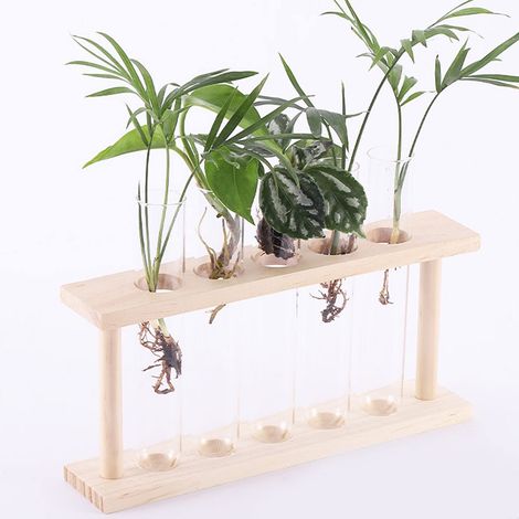 5 Tube à essai Plante Terrarium Transparent Observer Croissance tat Plante Terrarium avec Support En Bois Plante D'eau Titulaire.