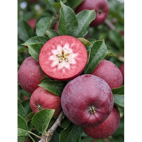 Pommier 'Blush Rosette' Pot de 7,5L/10L, Gobelet (1/2)