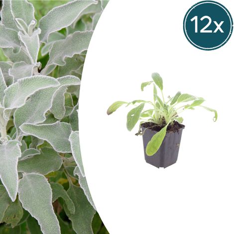 Lot de 12 Stachys byzantina Oreille d'ours Plante Vivace Couvre-sol Gris Argenté 10-25 cm Ø 9 cm - PANGIVO