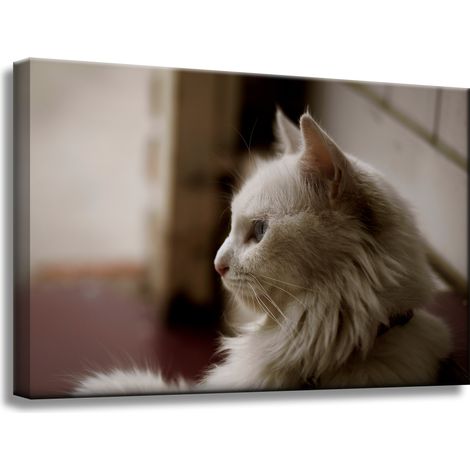 Leinwanddruck Tiere Weiße Katze 60x40 cm