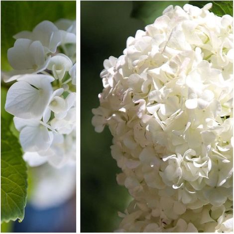 Hortensia blanc - Hortensia - (Aussi) - Pour la maison - Abeilles-Papillons - Fleurs coupées - Vivaces - Floraison en juillet/août/septembre (1/2)