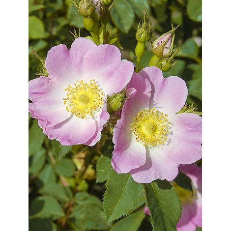 Rosier 'Bourgogne' Pot de 4L/5L (1/2)