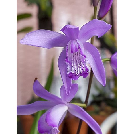 Orchidée terrestre 'Penway Paris' Godet de 8/9 cm (1/2)