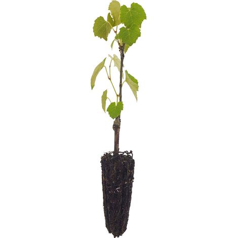 Vitis labrusca - Uva Fragola nera - alveolo forestale