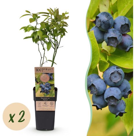 Myrtillier Patriot Vaccinium corymbosum - Lot de 2 Arbustes Fruitiers - Pot 15cm - Hauteur 50cm - PANGIVO (1/5)
