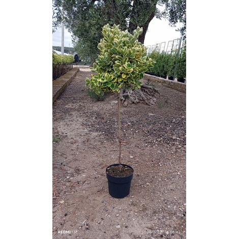 EUONYMUS JAPONICUS TIGE 24 DEMI-TIGE ALBOMARGINATUS