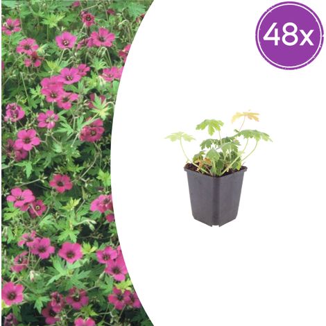 Lot de 48 Géraniums Vivaces Bevan's Variety Couvre-sol Fleurs Rose Vif Pot Ø 9 cm H10-25 cm - PANGIVO (1/5)