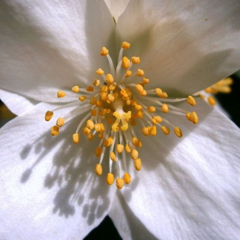 Seringat des jardins Belle Etoile, Philadelphus/Pot de 7,5L - 60/80 cm (1/5)
