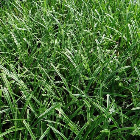 Laîche morrowii Variegata/Godet
