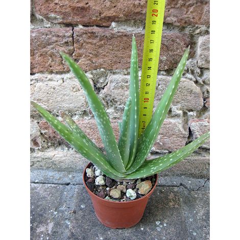 Aloe vera var. chinensis 20 cm, cactus, pianta grassa