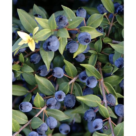 Mirto sardo "Myrtus communis" pianta in vaso ø19 h. 60/80 cm (1/5)