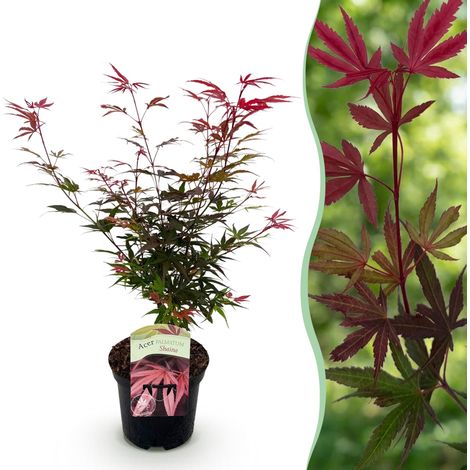 Érable du Japon Acer palmatum Shaina - Plante de Terrasse et Jardin - Rouge - Pot 19 cm H70 cm - PANGIVO (1/5)
