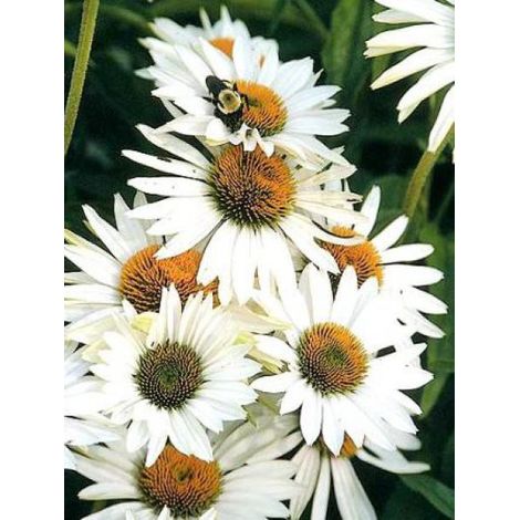 Rudbeckia pourpre 'Fragrant Angel' Godet de 8/9 cm (1/4)