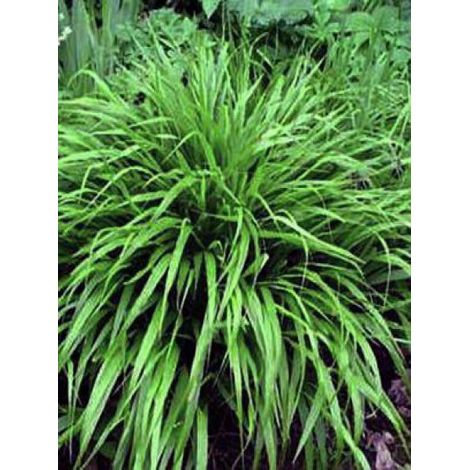 Herbe du Japon Godet de 8/9 cm (1/3)