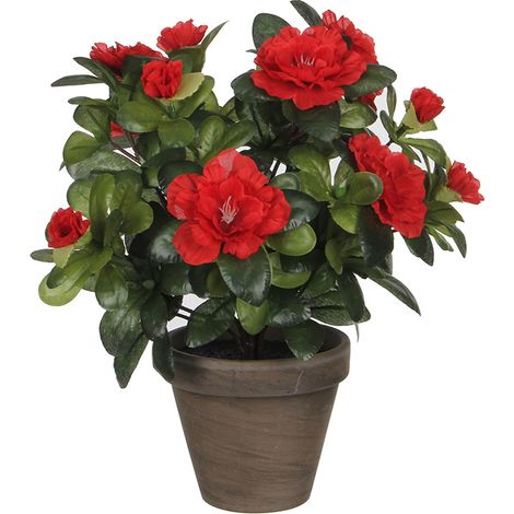 Maceta de azalea roja ø11,5 x 27 cm (1/2)
