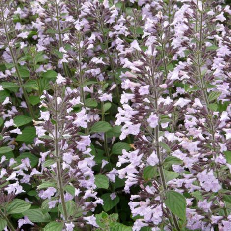 4 x Petit calament  - Calamintha nepeta 'Blue Cloud'  - godet