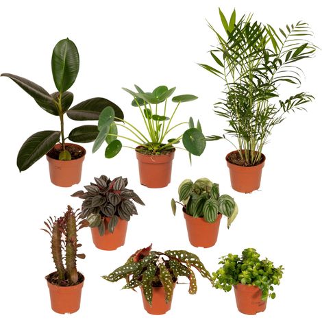 Lot de 8 Plantes Vertes et Fleuries Variées pour Intérieur et Extérieur - Pots de Ø 12 cm - PANGIVO (1/5)