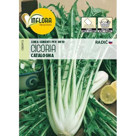 SEMI ORTO """CICORIA CATALOGNA""" - CF. BUSTA 7 GR.